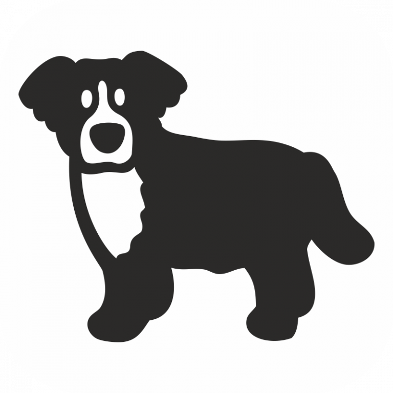 Bernese Mountain Dog