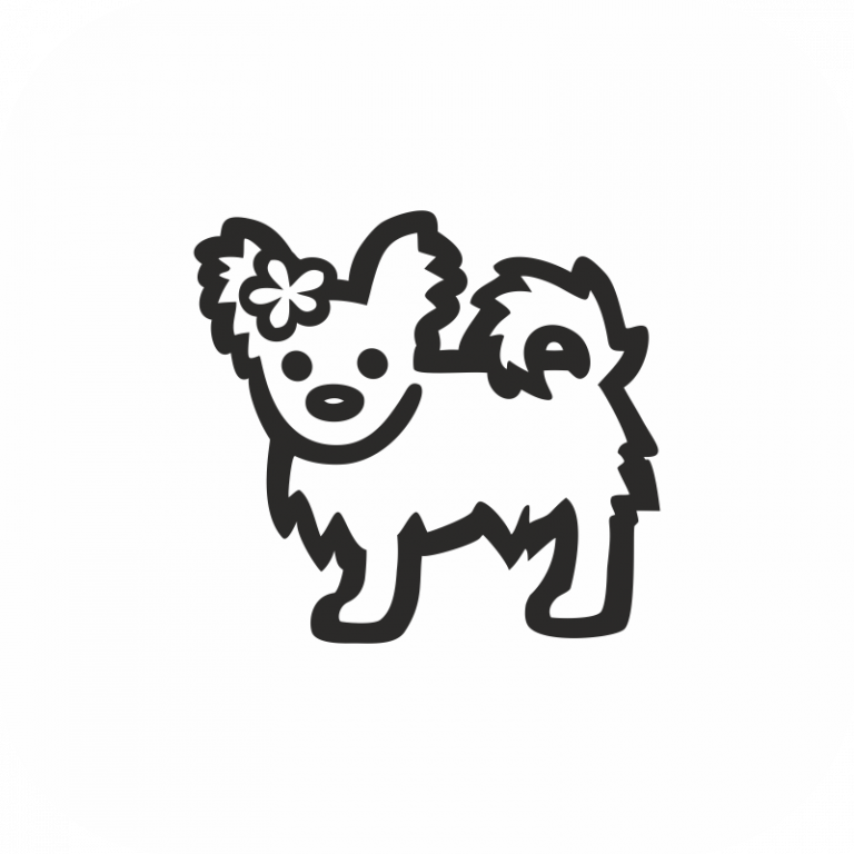 Chihiahia(F) Long hair