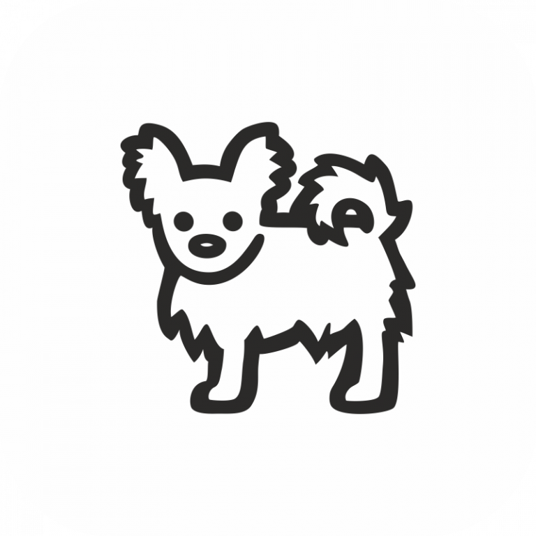 Chihiahia(M) Long Hair